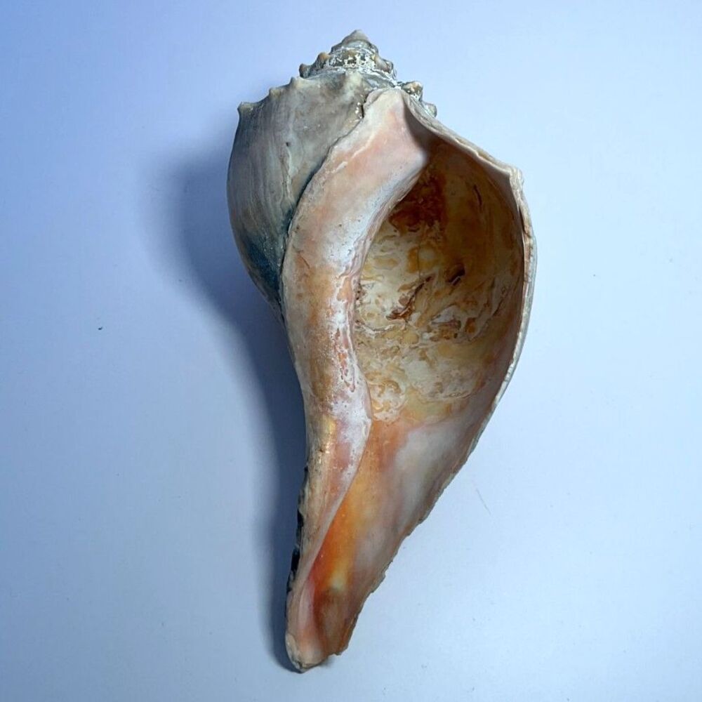 Beautiful NJ Knobbed Whelk shell NJ Beach 8" - Picture 3 of 5